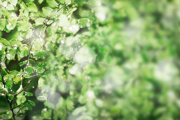 물 방울과 녹색 잎