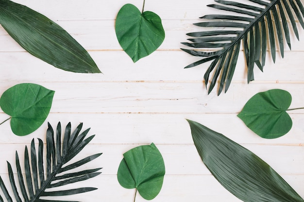 Free photo green leaves on wooden table