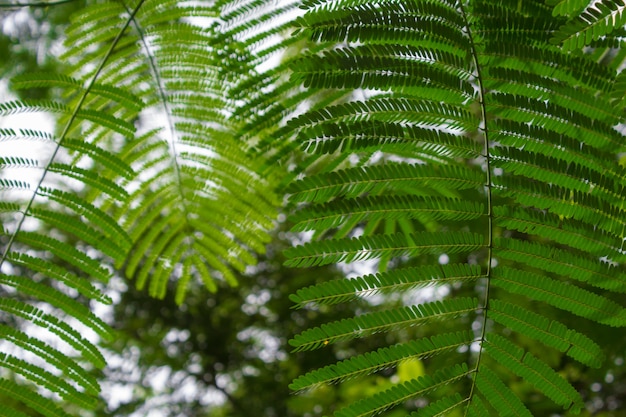 Green Leaves