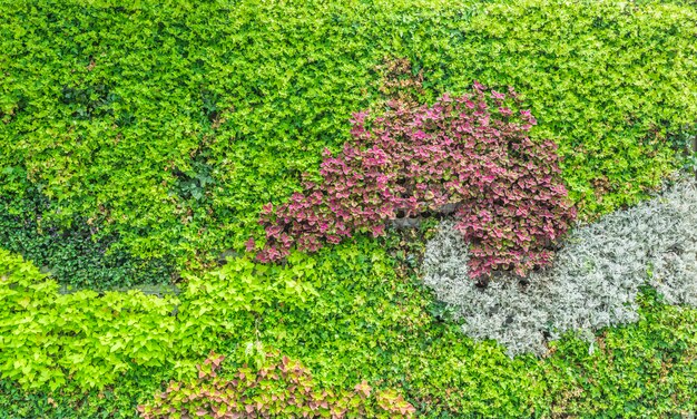 green leaves