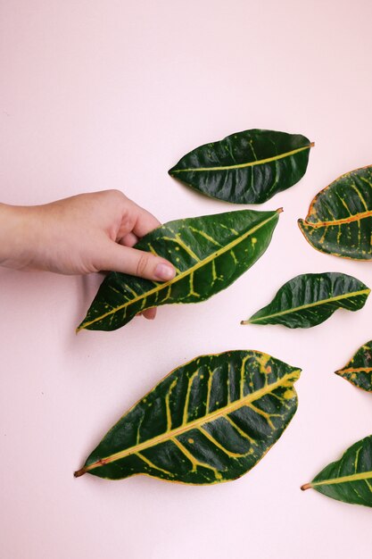 Green Leaves