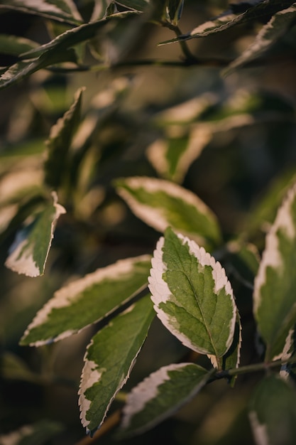 Free photo green leaves