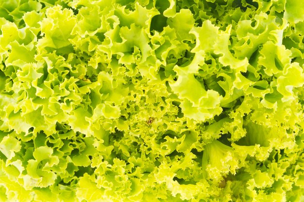 Green lettuce
