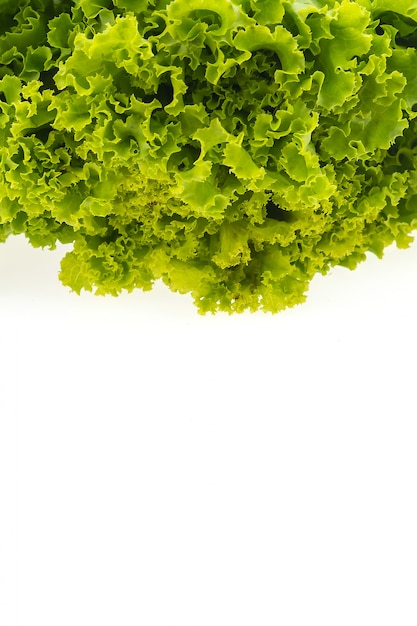 Free photo green lettuce