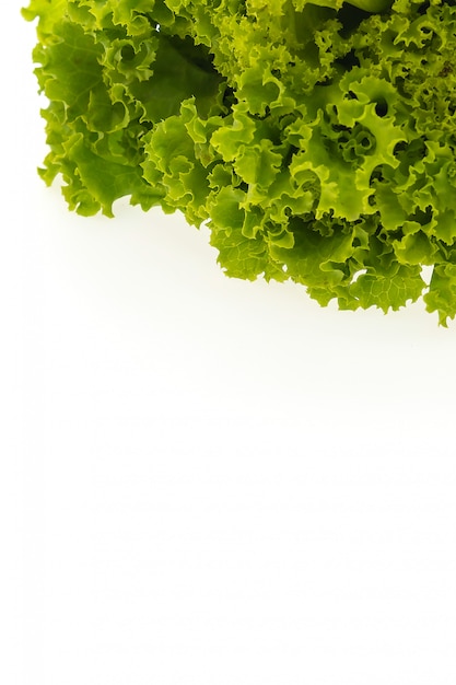 Free photo green lettuce