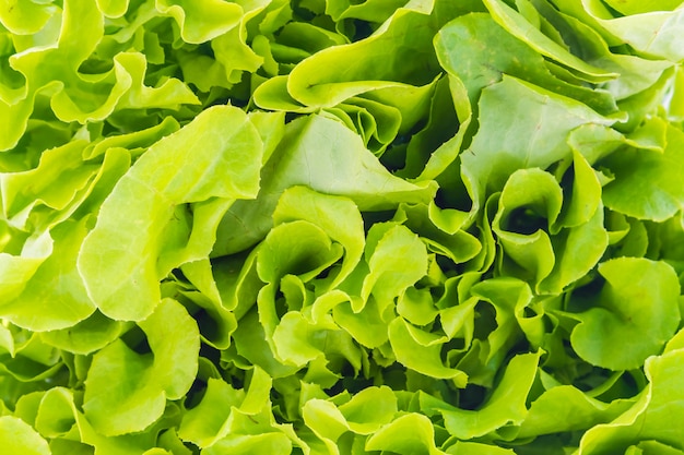 Green lettuce