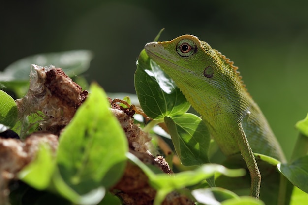 Green lizard on branch green lizard sunbathing on branch