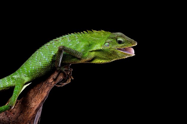 Green lizard on branch green lizard sunbathing on wood green lizard climb on wood Jubata lizard closeup