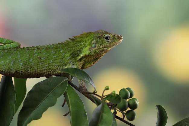 Free photo green lizard on branch green lizard sunbathing on wood