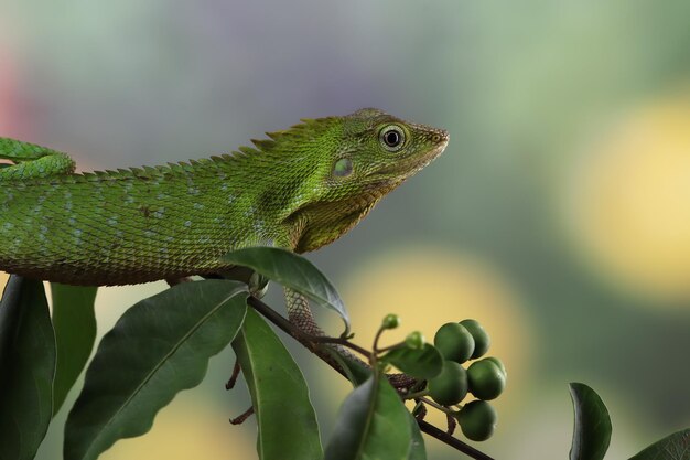 Green lizard on branch green lizard sunbathing on wood