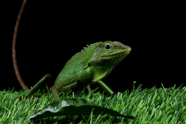 Free photo green lizard closeup on green grass  jubata lizard closeup