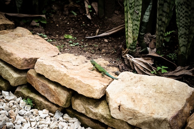 Green lizard crawling on rocks