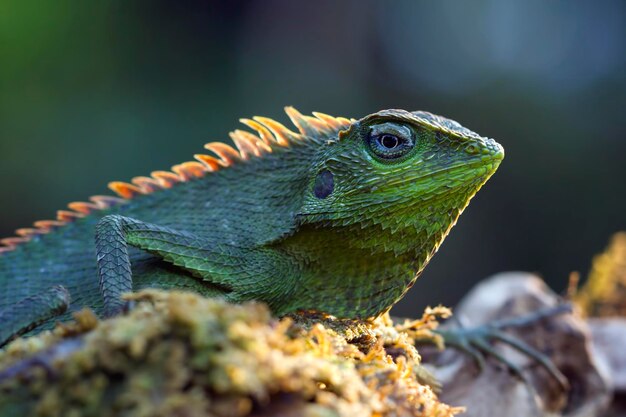 Green lizard sunbathing on branch