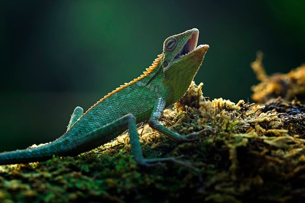 무료 사진 나뭇가지에 일광욕을 하는 녹색 도마뱀