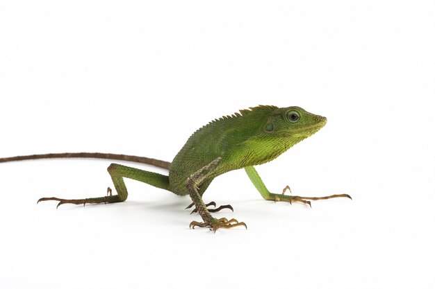 Green lizard on white surface