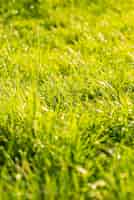 Foto gratuita erba verde lunga in estate