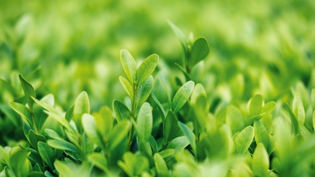 Green and lush grass, close up view