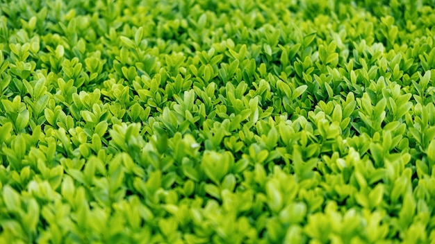 Free photo green and lush grass, close up view