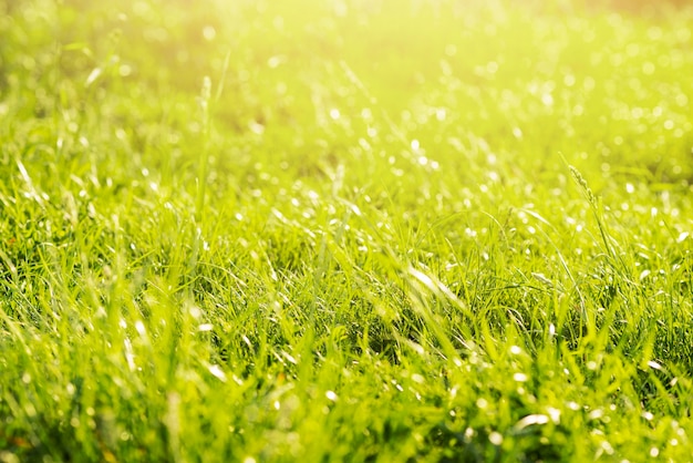 Free photo green lush wild meadow in forest