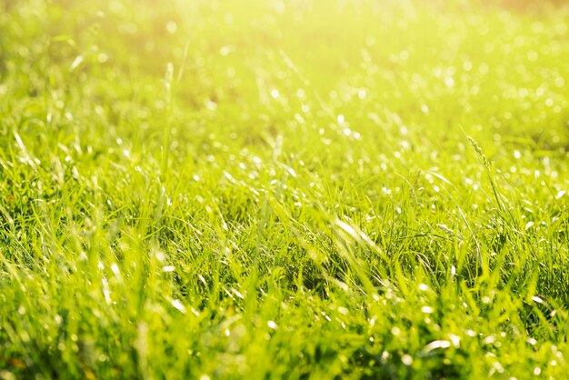 Green lush wild meadow in forest