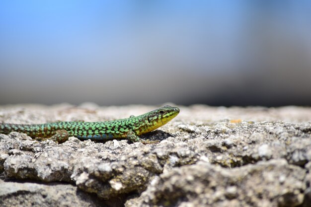 Green male Maltese Wall Lizard, Podarcis filfolensis maltensis, basking on  a wall