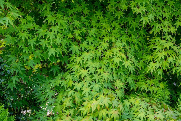 Green maple leaves background.