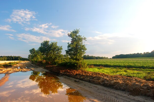 Green meadow with a puddle