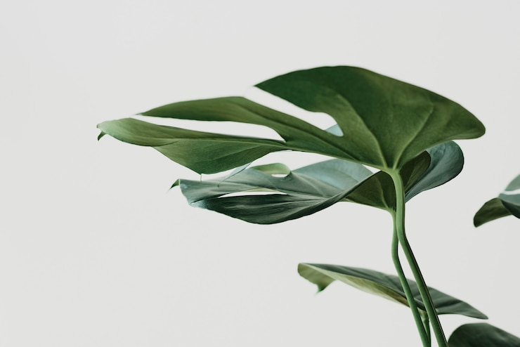 Free Photo green monstera leaf background with design space