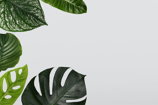 Free photo green monstera leaf background with design space