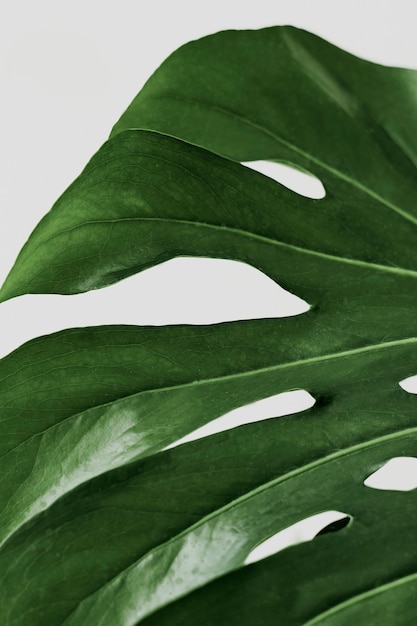 Free photo green monstera leaf background with design space