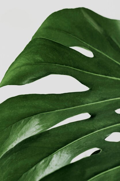 Green Monstera leaf background with design space