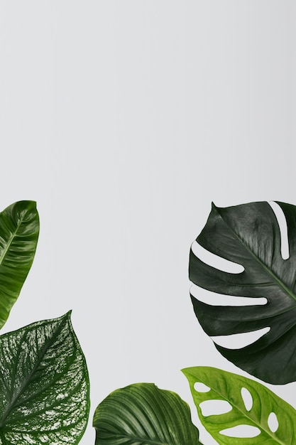 Free photo green monstera leaf background with design space