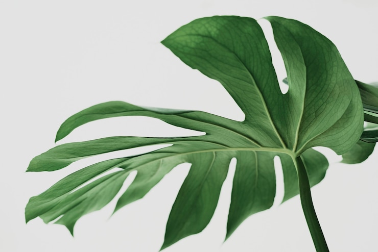 Free Photo green monstera leaf background with design space
