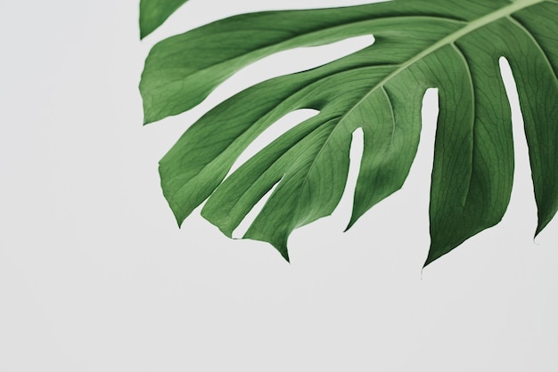 디자인 공간이 있는 녹색 Monstera 잎 배경