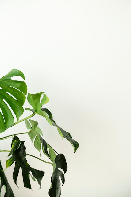 Green monstera leaves by a white wall