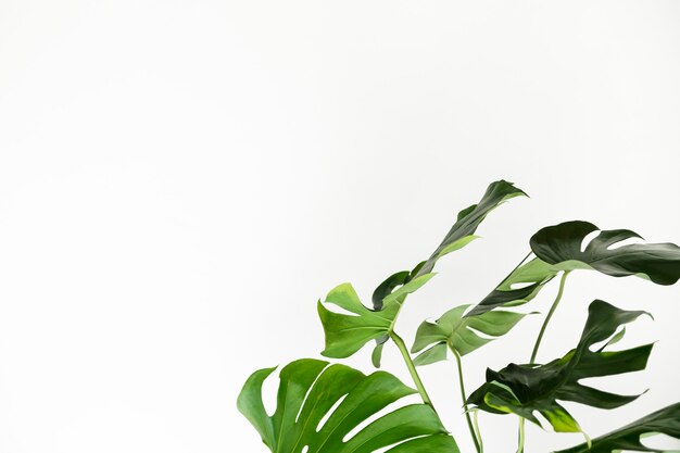 흰 벽에 의해 녹색 monstera 잎