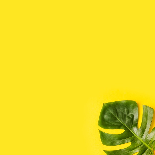 Green monstera leaves on corner of yellow background