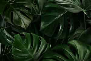 Free photo green monstera leaves nature