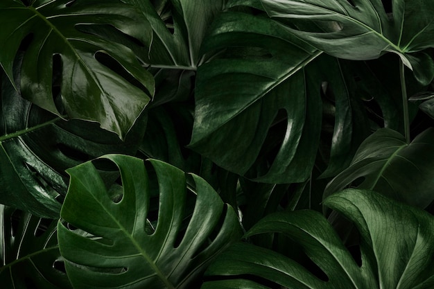 Green monstera leaves nature