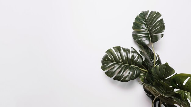 Green monstera leaves on white backdrop