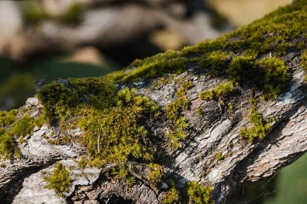 Зеленый мох на серой скале