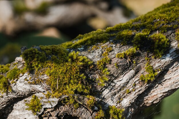 Green moss on gray rock