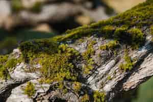 Бесплатное фото Зеленый мох на серой скале