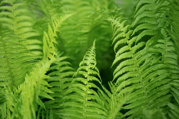 зеленый естественный фон, листья папоротника.