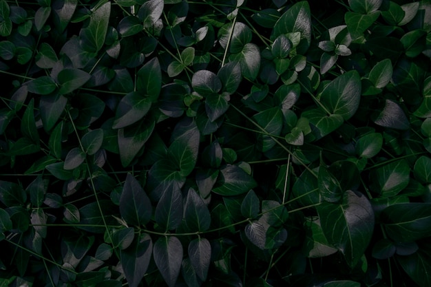 Green natural plant background.