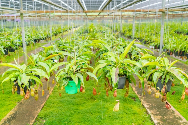 Nepenthes campo verde, noto anche come piante di brocca tropicale o