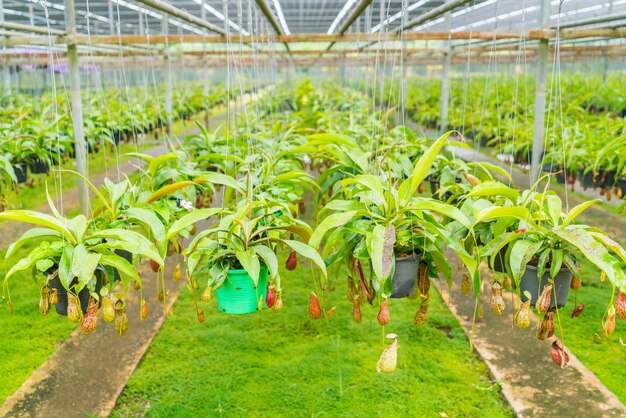 Green  Nepenthes field , also known as tropical pitcher plants o