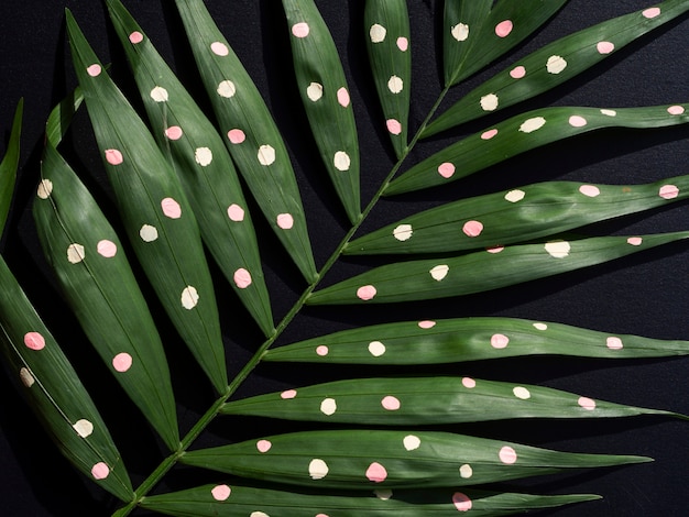 Free photo green painted tropical fern leaves on black background
