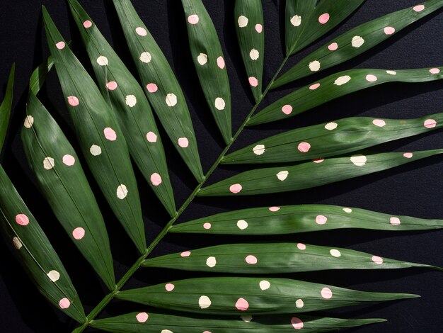 Зеленые окрашенные листья тропического папоротника на черном фоне