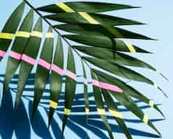 無料写真 緑の描かれた熱帯シダの葉と影